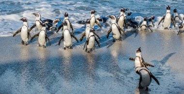 Afrika penguenler okyanustan yürümek