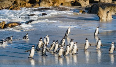 African penguins walk out of ocean clipart