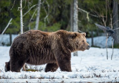 Boz ayı karla kaplı bataklık üzerinde