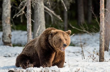 Brown Bear on snow-covered swamp clipart