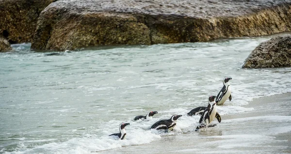 African penguins walk out of ocean — Stock Photo, Image