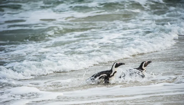 Pingüinos africanos salen del océano — Foto de Stock