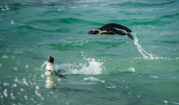 Pingüinos nadando y saltando del agua —  Fotos de Stock