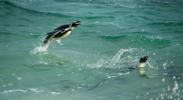 Penguins Swimming and Jumping out of water — Stock Photo, Image