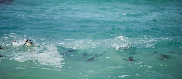 Африканские пингвины плавают в воде — стоковое фото