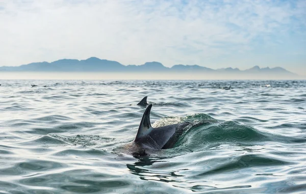 Grupp av delfiner simma i havet — Stockfoto