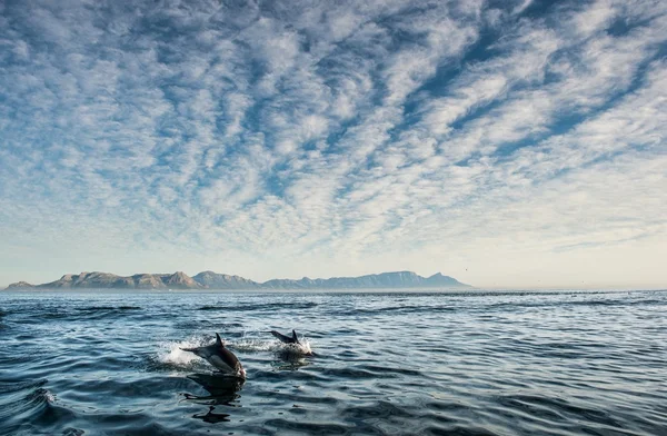 Grupo de golfinhos nadando no oceano — Fotografia de Stock