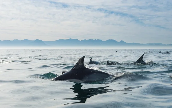 Groupe de dauphins nageant dans l'océan — Photo