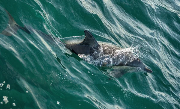 Delfin schwimmt im Meer auf der Jagd nach Fischen — Stockfoto