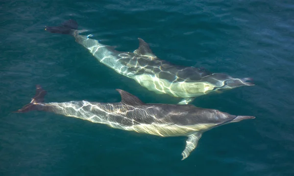 Group of dolphins underwater swimming in ocean