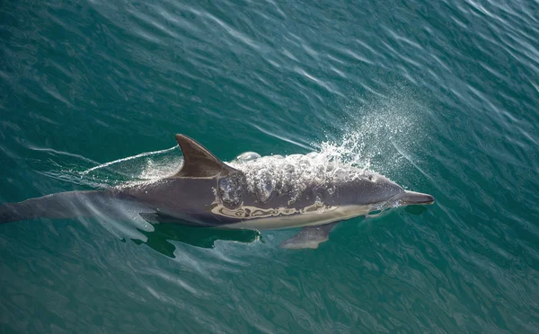 Delfin Pływanie ocean polowania na ryby — Zdjęcie stockowe