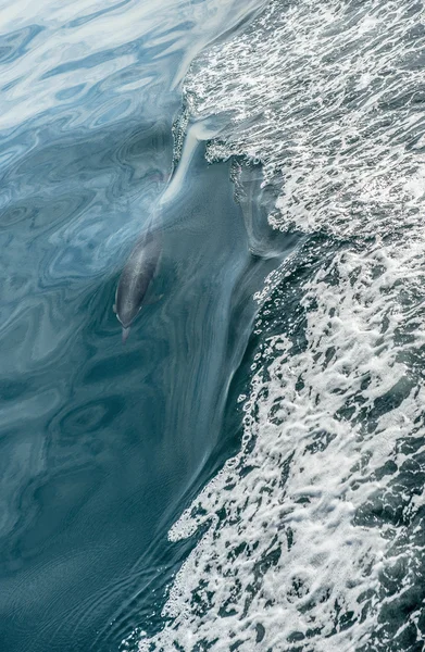 Delfino che nuota nell'oceano a caccia di pesci — Foto Stock