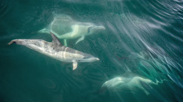 Group of dolphins underwater swimming in ocean
