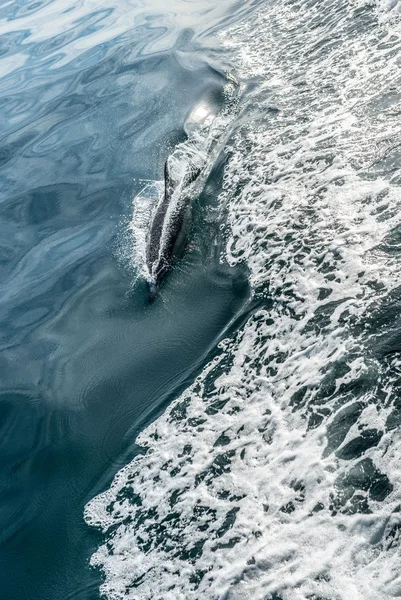 dolphin swimming in ocean hunting for fish