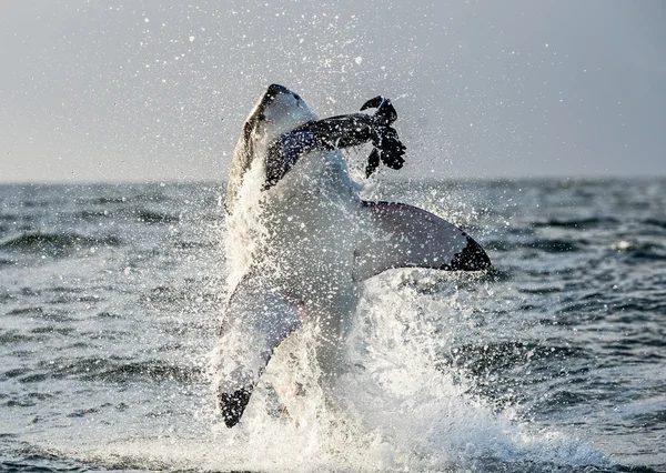 Great White Shark breaching in an attack — Stock Photo, Image