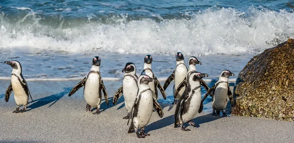 Afrykańskich pingwiny wychodzą na ocean — Zdjęcie stockowe