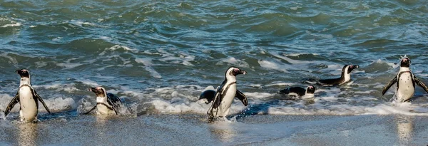 Африканские пингвины выходят из океана — стоковое фото