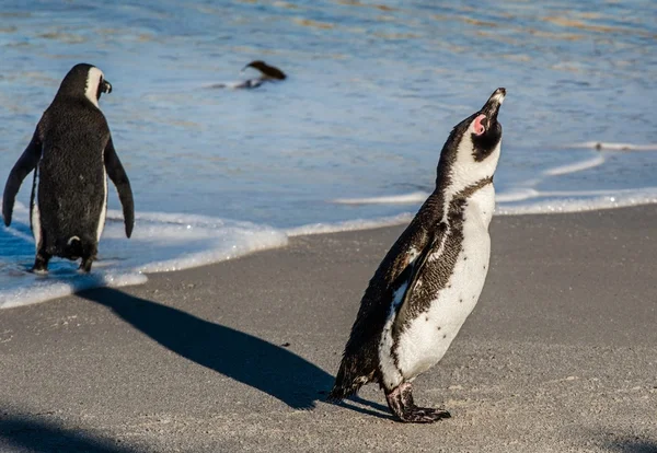 African penguin shake off on sandy beach — Stock Photo, Image