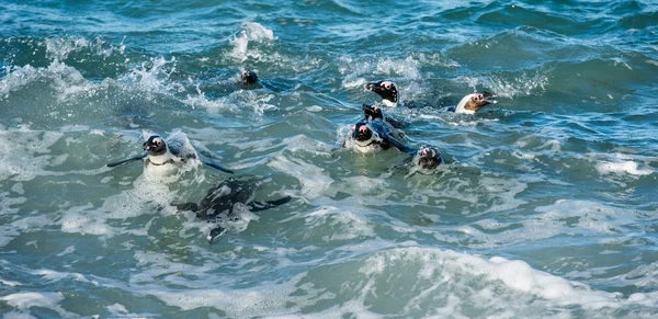 Pinguins africanos nadam na água — Fotografia de Stock