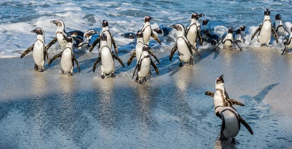 Pinguins africanos saem do oceano — Fotografia de Stock