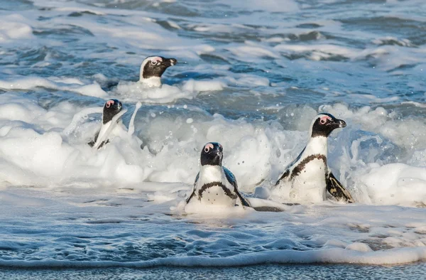 Αφρικανική πιγκουΐνους με τα πόδια από τον ωκεανό — Φωτογραφία Αρχείου