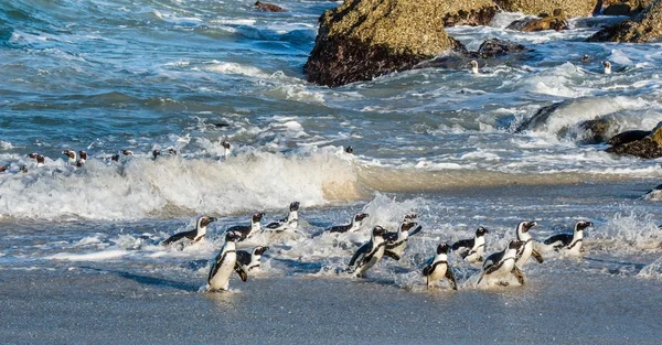 Африканський пінгвіни гуляють з океану — стокове фото