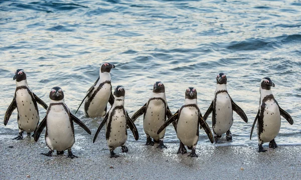 非洲企鹅走出海洋 — 图库照片