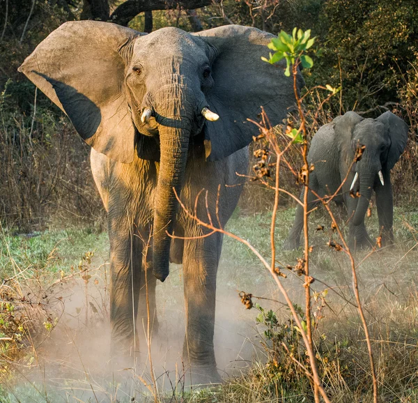 Arrabbiati elefanti cespuglio africano — Foto Stock