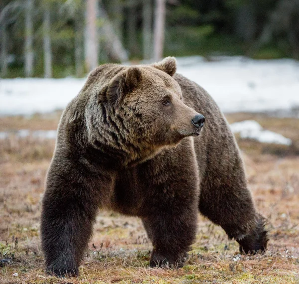 Бурий ведмідь на засніженому болото — стокове фото