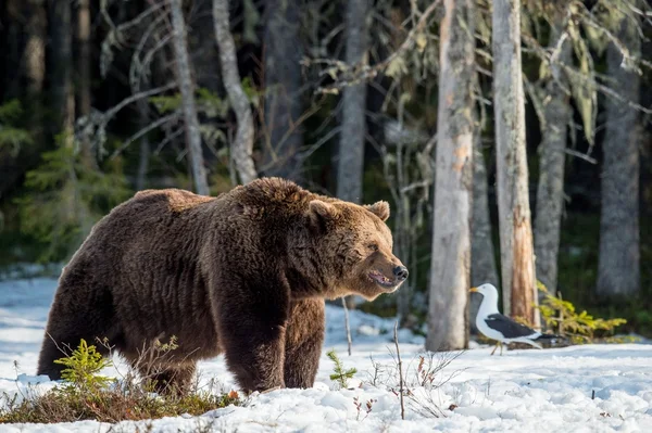Urso marrom no pântano coberto de neve — Fotografia de Stock