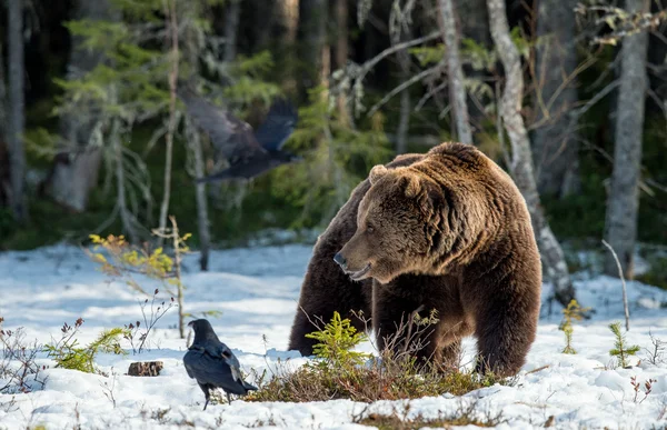 Barna medve, a hóval borított mocsár — Stock Fotó