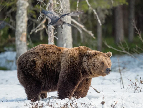 Brown Bear on snow-covered swamp — Φωτογραφία Αρχείου