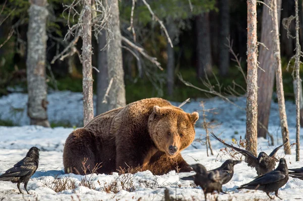 Brown Bear on snow-covered swamp — Stockfoto