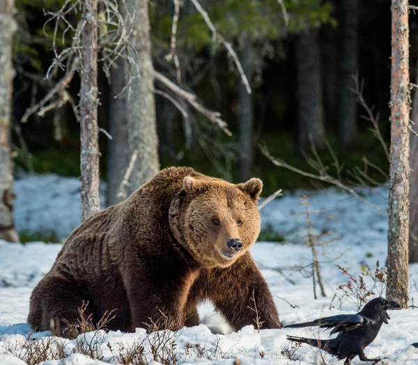 Oso marrón en pantano cubierto de nieve — Foto de Stock