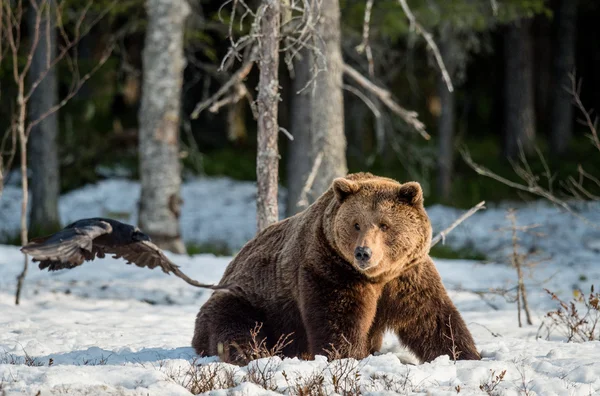 Brown Bear on snow-covered swamp — Stockfoto