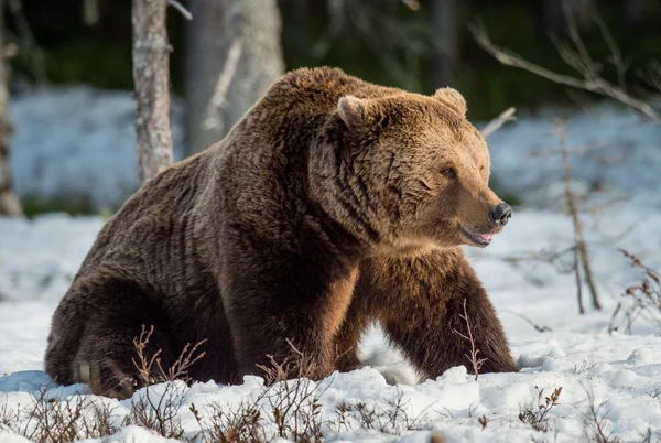 Bruine beer op sneeuw bedekte moeras — Stockfoto