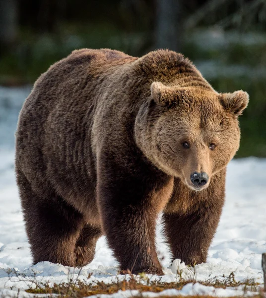 Brown Bear on snow-covered swamp — Stock Photo, Image