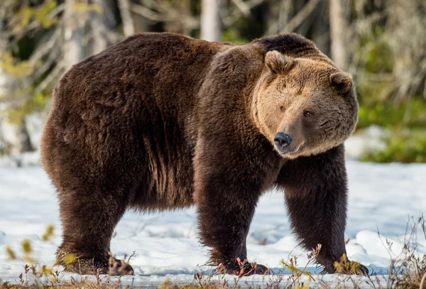 Bruine beer op sneeuw bedekte moeras — Stockfoto