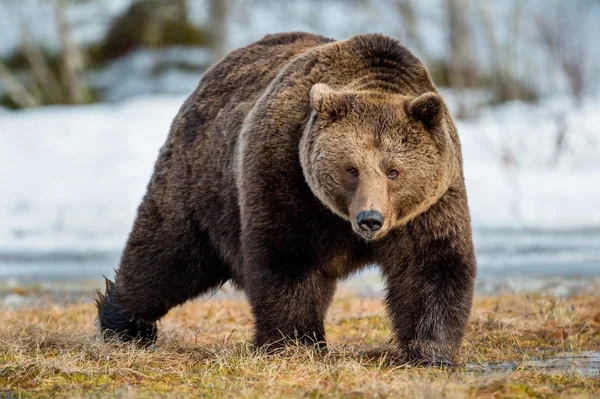 Коричневый медведь на заснеженном болоте — стоковое фото