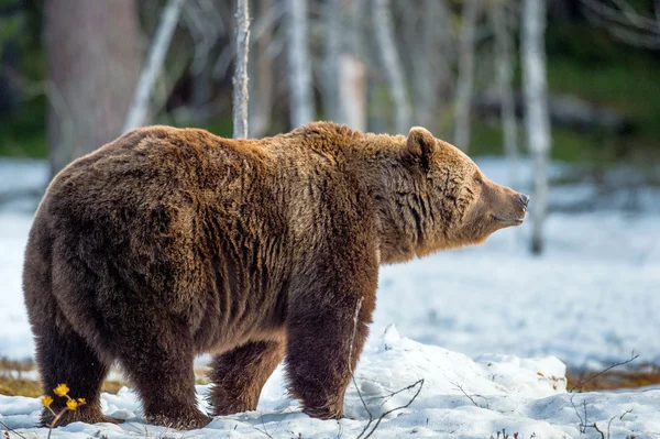 Brown Bear on snow-covered swamp — Φωτογραφία Αρχείου