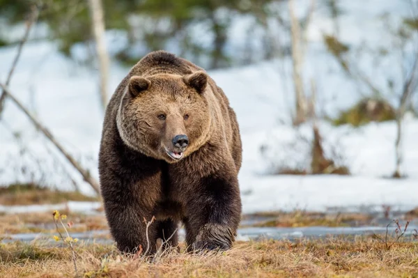 Brown Bear on snow-covered swamp — Stock Image Brown Bear on snow-covered swamp Stock Photo