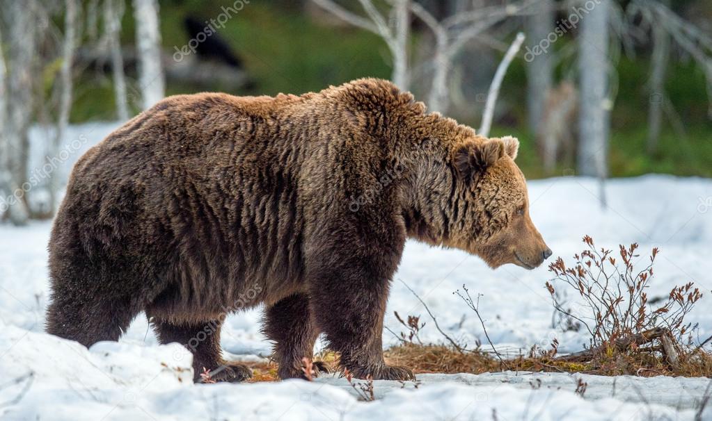 Brown Bear on snow-covered swamp