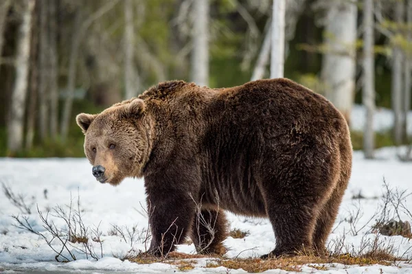 눈 덮인 늪에 갈색 곰 — 스톡 사진