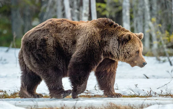 Oso marrón en pantano cubierto de nieve — Foto de Stock