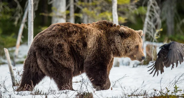 Barna medve, a hóval borított mocsár — Stock Fotó