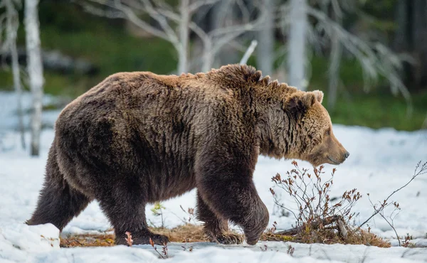 Oso marrón en pantano cubierto de nieve — Foto de Stock