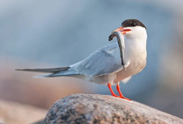 The Common Tern Bird with fish — Stock Photo, Image