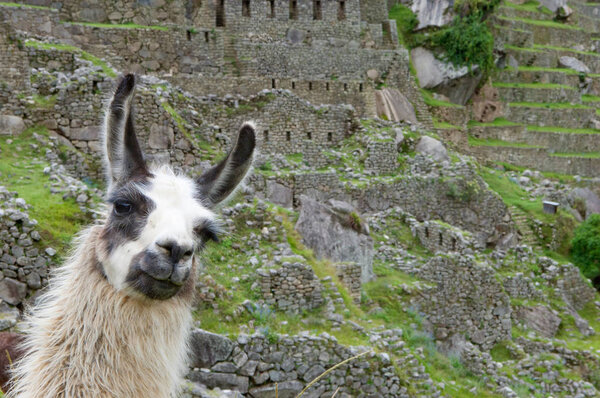 Lama grazing in a terrace 