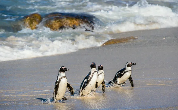 Pinguins africanos saindo do oceano — Fotografia de Stock