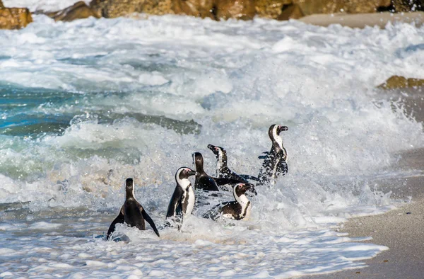 Pingüinos africanos caminando fuera del océano — Foto de Stock